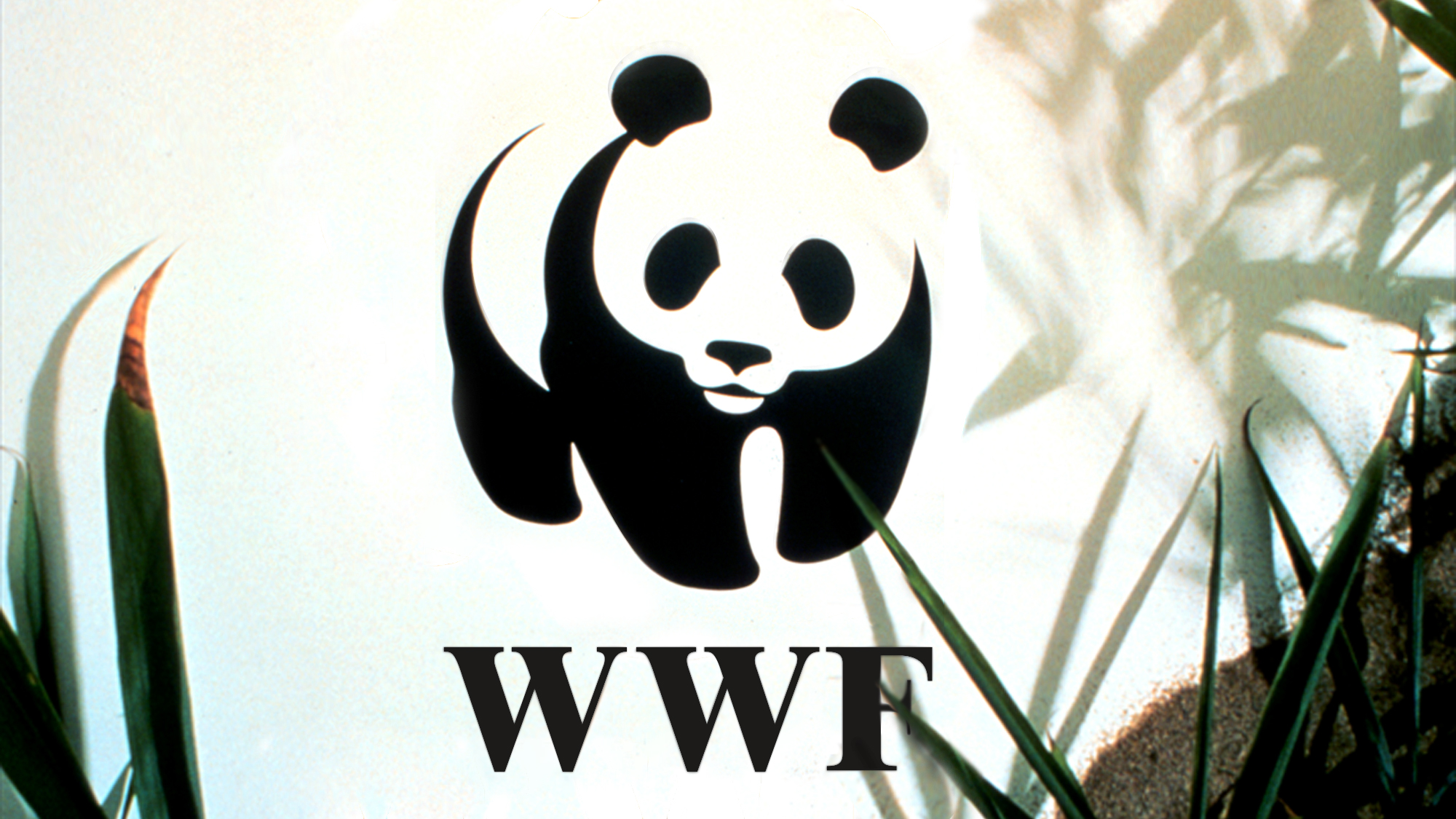The world wildlife fund is. Всемирный фонд дикой природы WWF. Эмблема WWF Всемирного фонда дикой природы. Панда Всемирная организация. Фонд защиты дикой природы логотип.